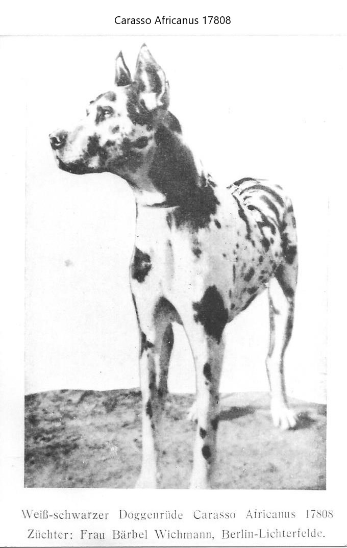Carasso Africanus